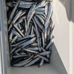 カタクチイワシ