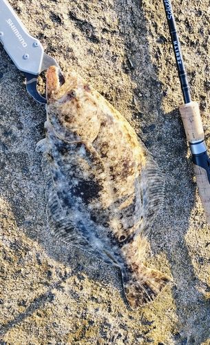 ヒラメの釣果
