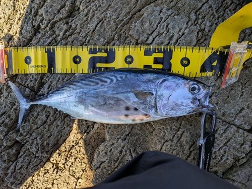 スマガツオの釣果