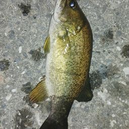 スモールマウスバス