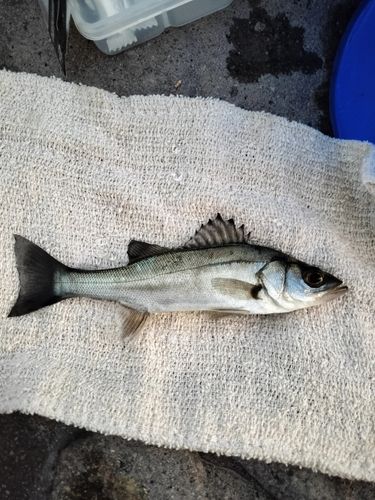 セイゴ（ヒラスズキ）の釣果