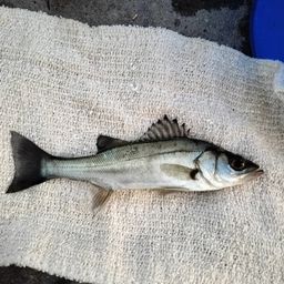 セイゴ（ヒラスズキ）