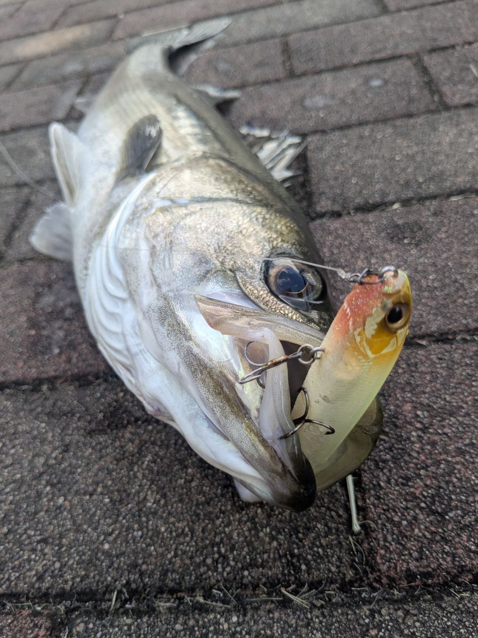 YAMAGA Blanks アーリー プラス 88MLの最安値・インプレ・釣果 | 本音