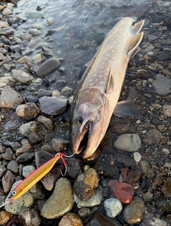アメマスの釣果