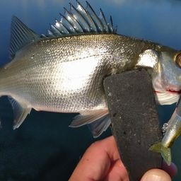 セイゴ（ヒラスズキ）