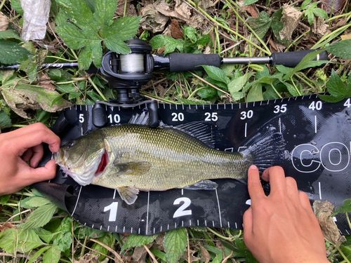 ラージマウスバスの釣果