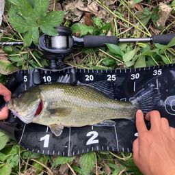 ラージマウスバス