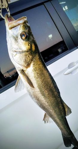 東京湾（アクアライン〜富津）