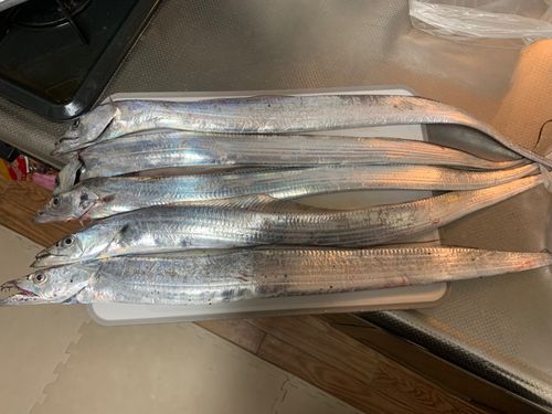 タチウオの釣果