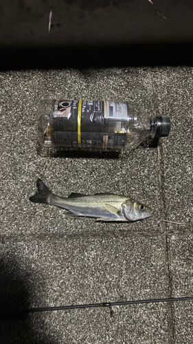 豊洲ぐるり公園