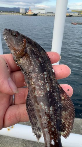 アイナメの釣果