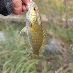 スモールマウスバス