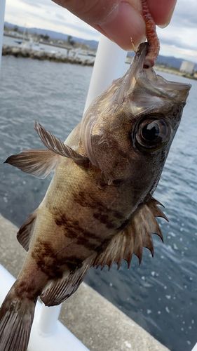 メバルの釣果