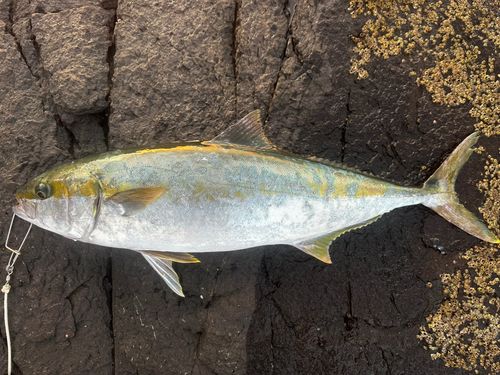 ヒラマサの釣果