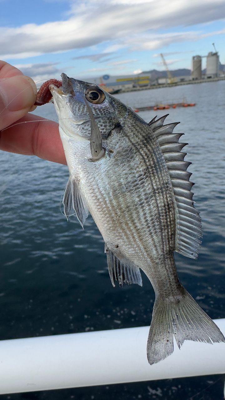 SHIMANO 20ソアレ エクスチューン S64UL+-Sの最安値・インプレ・釣果