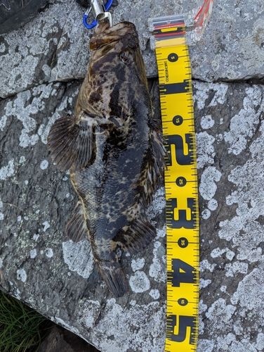 タケノコメバルの釣果