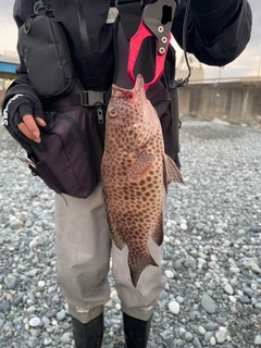 オオモンハタの釣果