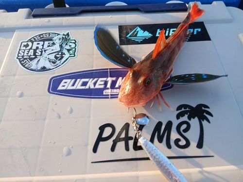 ホウボウの釣果