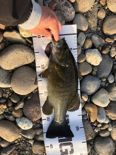 スモールマウスバスの釣果