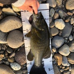 スモールマウスバス