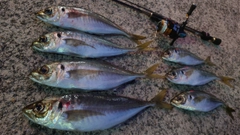 アジの釣果