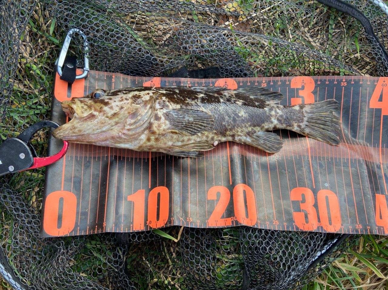 タケノコメバル