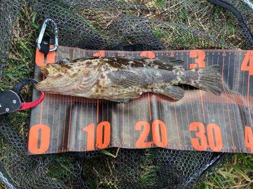 タケノコメバルの釣果