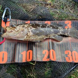 タケノコメバル