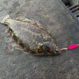 クロガシラガレイ