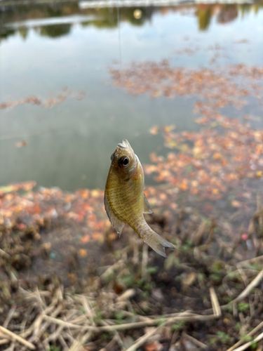 ブルーギルの釣果