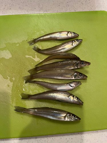 シロギスの釣果