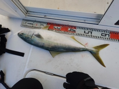 イナダの釣果