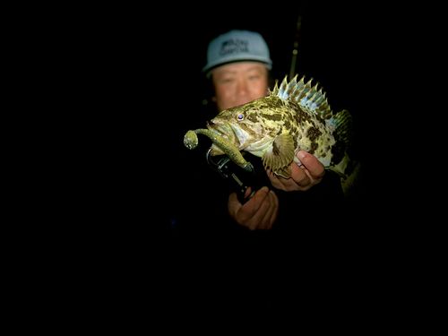 ベッコウゾイの釣果