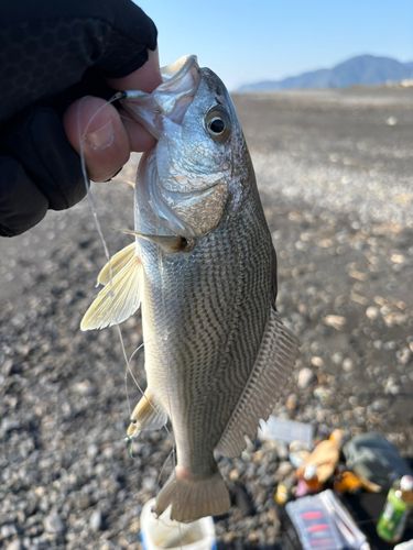 イシモチの釣果