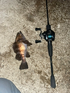 シロメバルの釣果