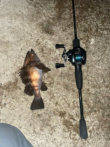 シロメバルの釣果