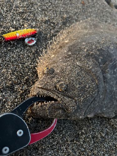 ヒラメの釣果