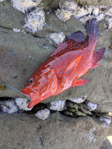 ユカタハタの釣果