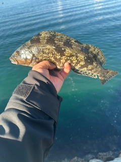 アイナメの釣果