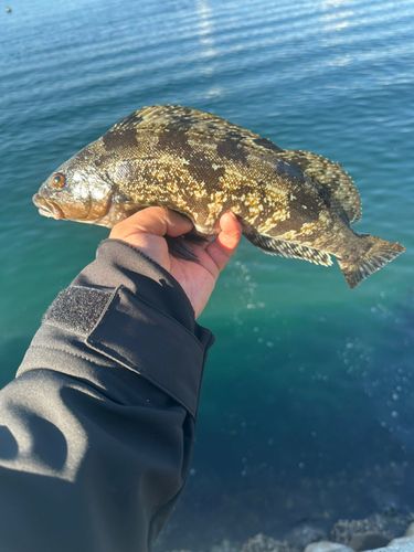 アイナメの釣果