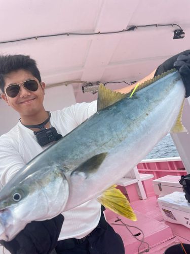 ヒラマサの釣果