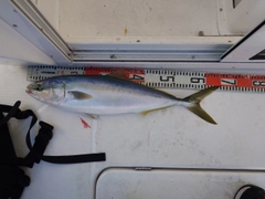 ワラサの釣果