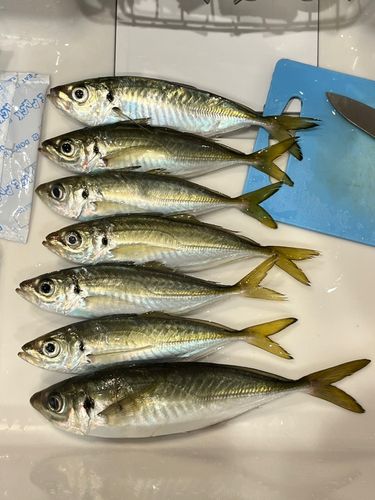 アジの釣果