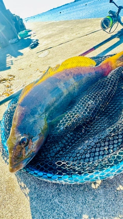 アイナメの釣果