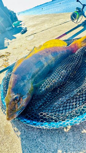 アイナメの釣果