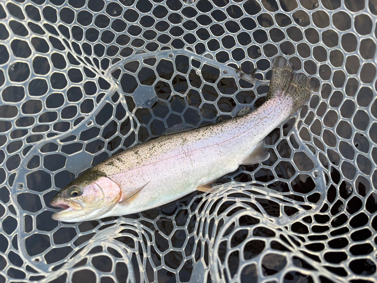 レインボートラウト