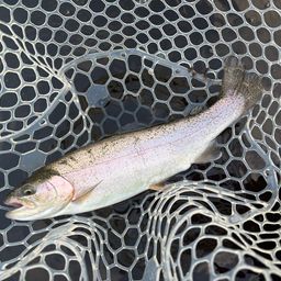 レインボートラウト