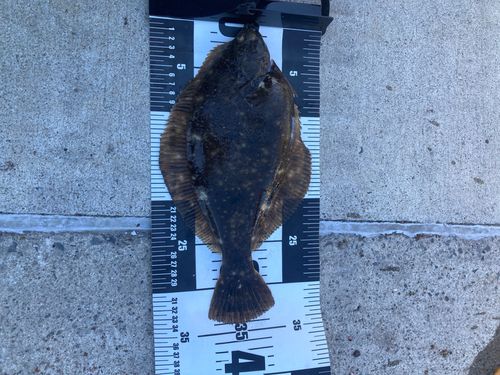 マコガレイの釣果