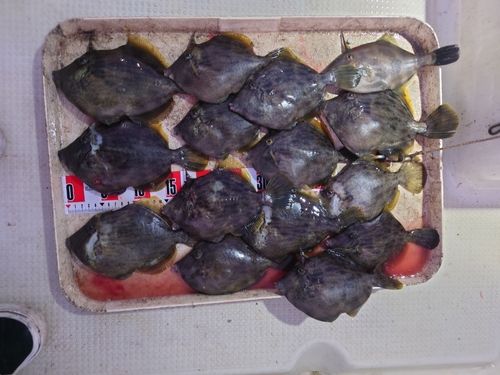 カワハギの釣果