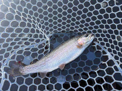 レインボートラウトの釣果